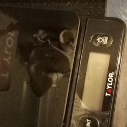 Taylor Black Glass Digital Kitchen Scale 11lb/5kg Capatity