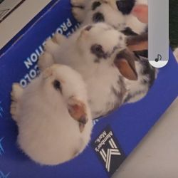 Baby Bunnies