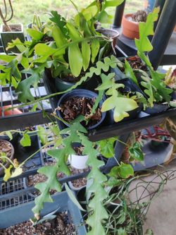 Ric Rack And Fishbone Cactus