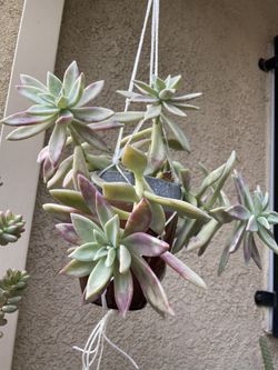 Succulent Plant