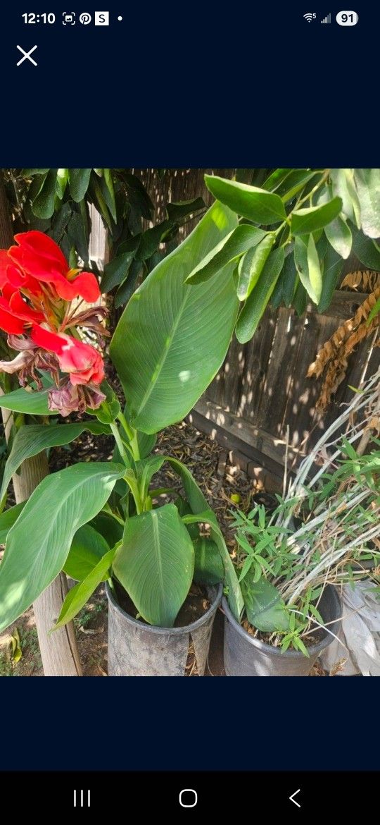Hasn't Bloom Yet. Pick Up Only
