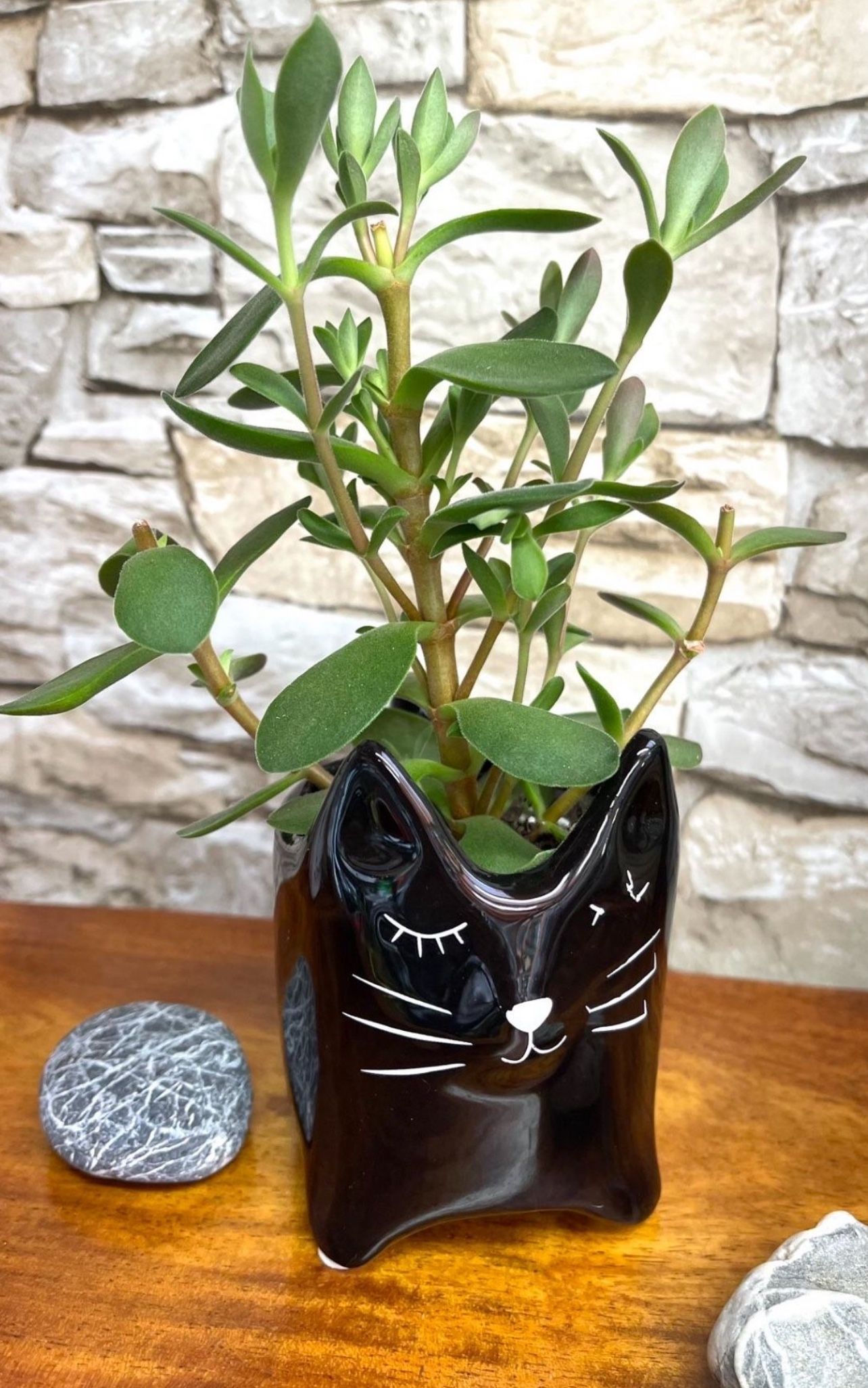 Succulent In Cute Ceramic Black Cat Pot 3.5"H.