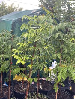 Starfruit Trees