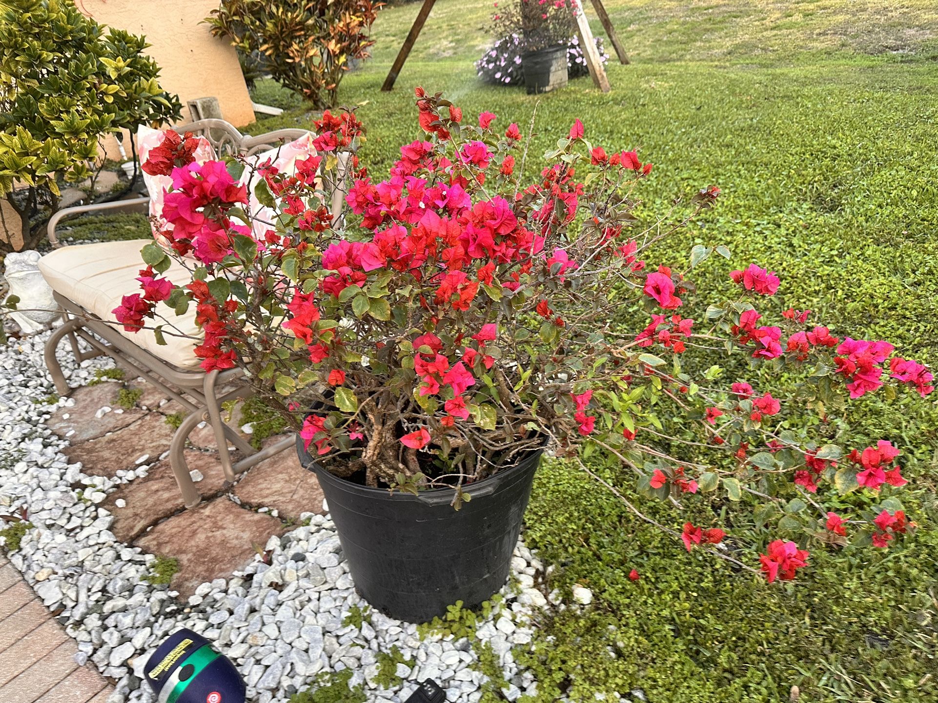Huge Dwarf Bougainvillea