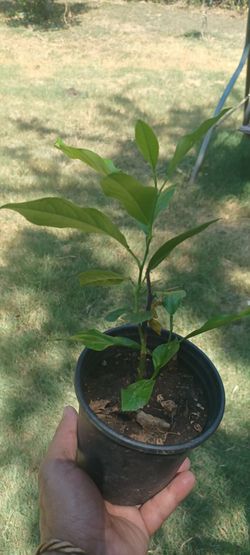 lemon tree