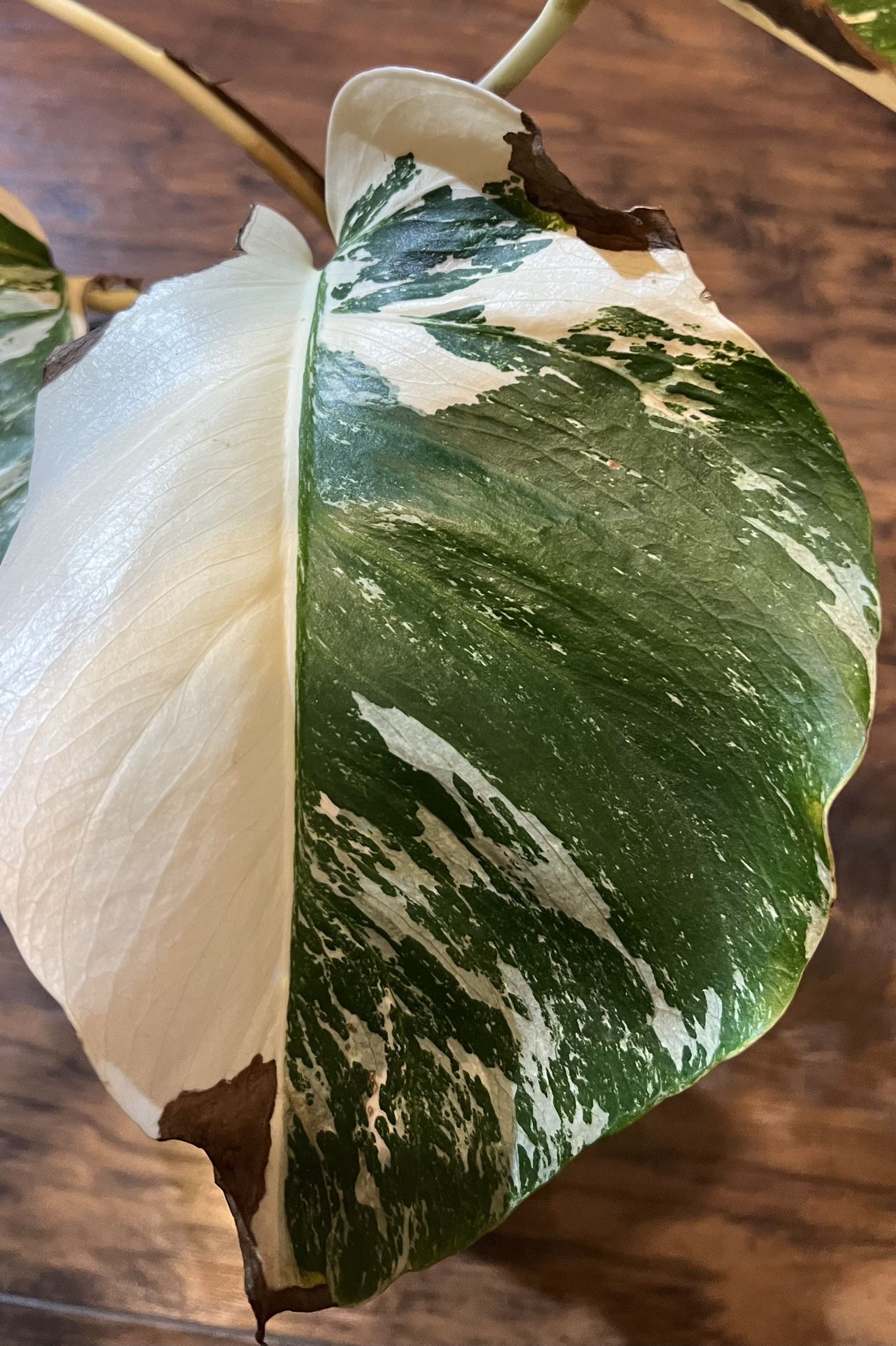 Variegated Monstera Albo Plant Cutting ( Pls Read Description Below)