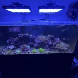 Extremely large Anemone 