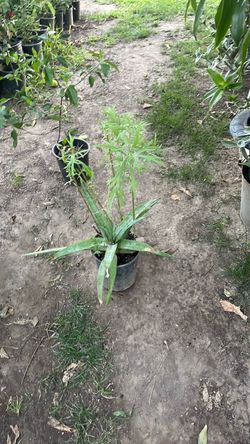 Planta de. istafiate también es remedio