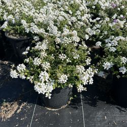 White Lantana 5G 