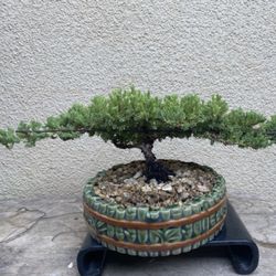 Bonsai Japanese Garden Junipers $65 Each