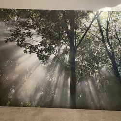 X-Large Trees Canvas Print