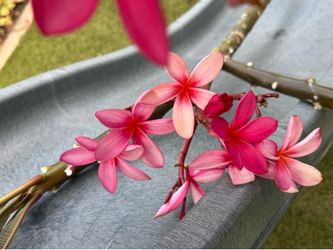 HUGE Plumeria Cuttings 4-5 Ft - Instant Tree - Hot Pink - Blooming