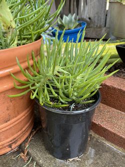 Mermaid Tail Succulent 