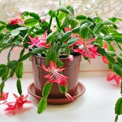 Purple Dancer Christmas Cactus Plant / Zygo cactus Plant/ Indoor Plant/ House Plant Flower Patio Garden 
