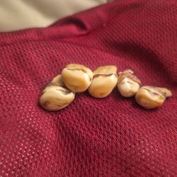 Elk Ivories