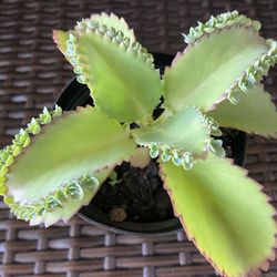 Kalanchoe pinnata - Mother Of Thousands 🪴