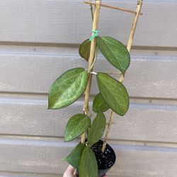 4” hoya patcharawalai