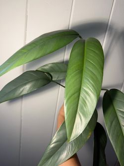 Epipremnum giganteum silver