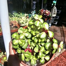 Succulent  plants $5 ea