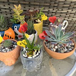 Teacher /Graduation Succulent Gifts
