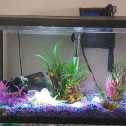 10gallon Aquarium With All The Accessories 