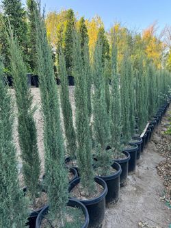 Italian Cypress