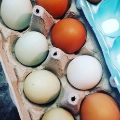 Colorful Free Range Chicken Eggs