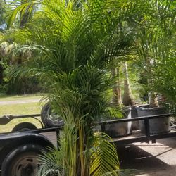 Palms 6ft+.Delivered and Planted 