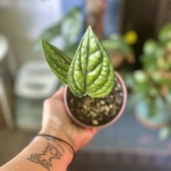 Monstera Peru