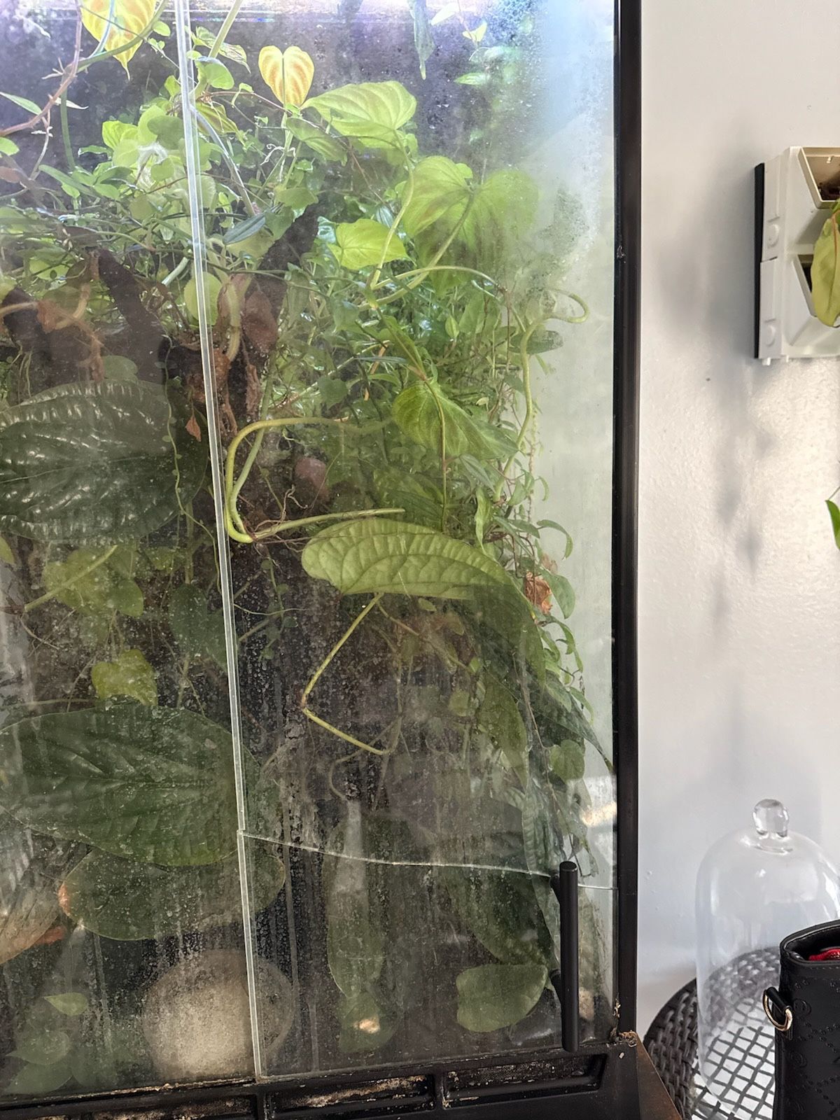 Plant Terrarium