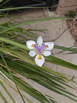 Plant African Iris