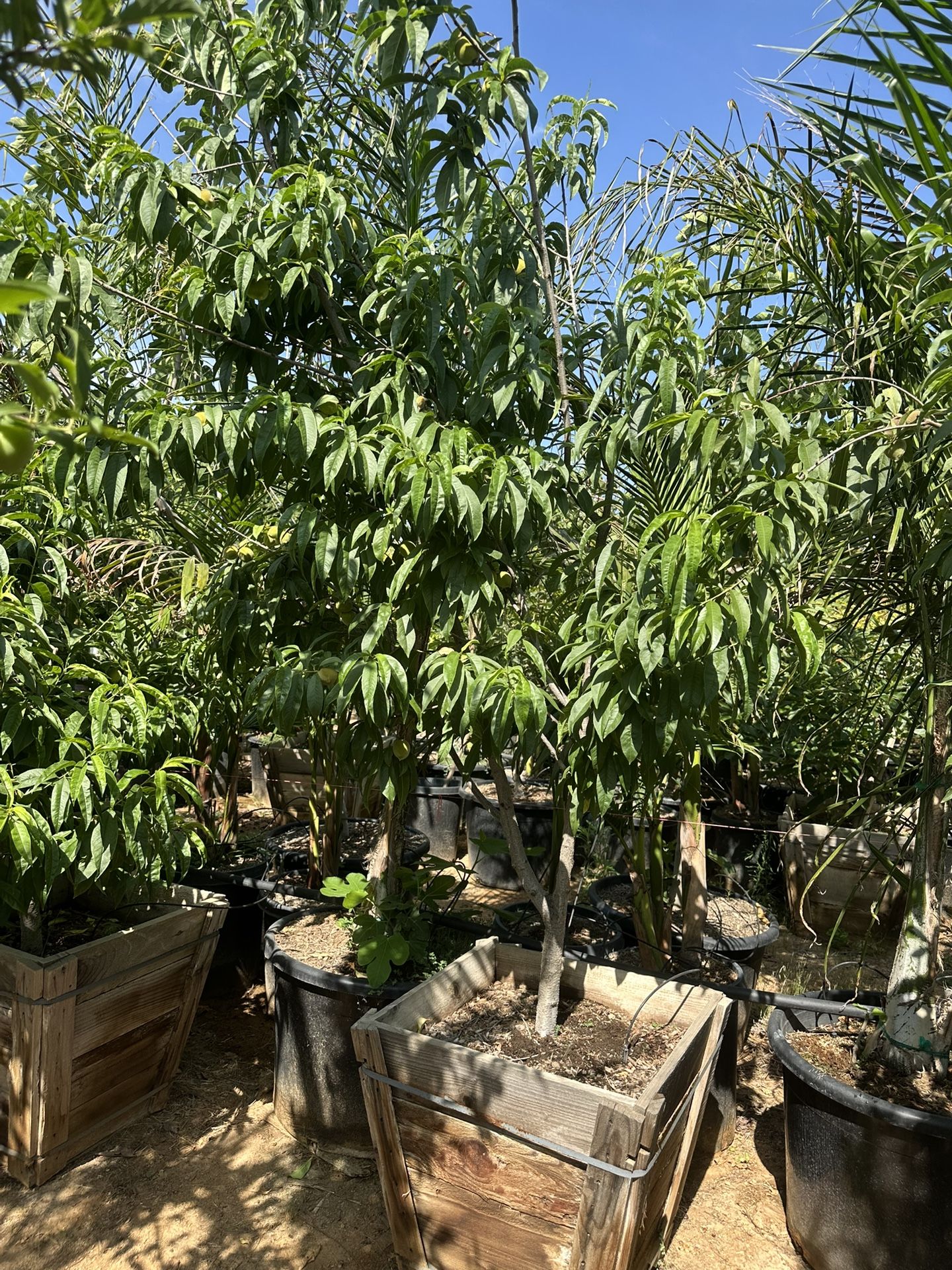 Peach Tree