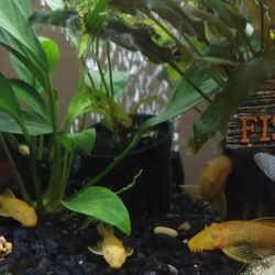 Decoration For Aquariums 