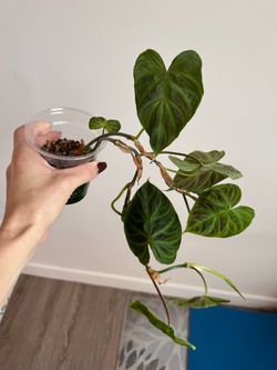 Plants