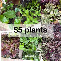 Plants Sale🌿$5 each