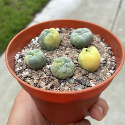 Variegated Rare Cactus Plant Seed Grown 