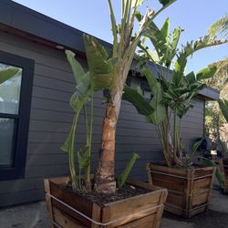 Beautiful Bird Of Paradise In 30 Gal Crate