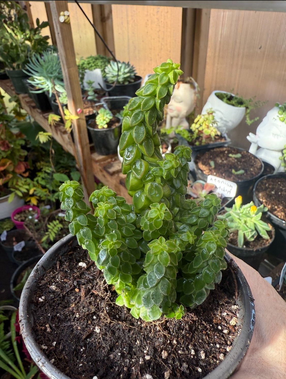 Popper Succulent Starts  🪴 