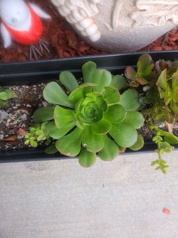 Succulent plant aeonuim