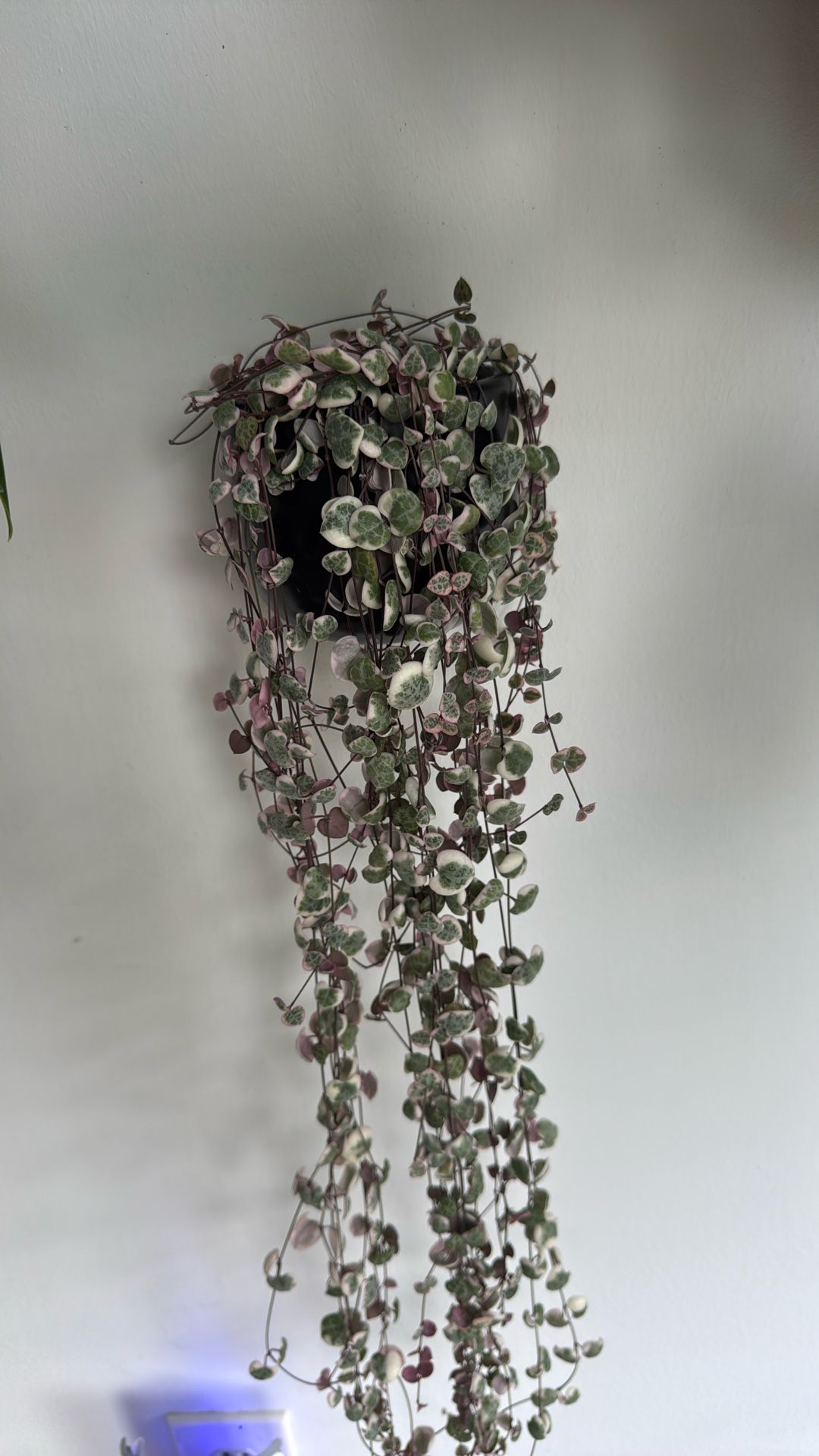 Variegated String Of Hearts