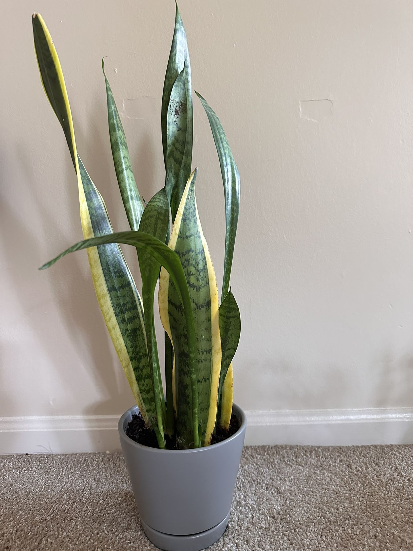 Snake Plant For Sale for Sale in Dublin, OH OfferUp