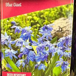 Chionodoxa Blue Giant Flower Plant Bulbs Box Of 15 Plant Patio Garden 
