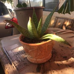 AloeVera in Angel Planter