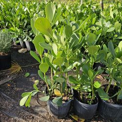 clusias About  2 feet tall great Privacy Hedge For Fence 