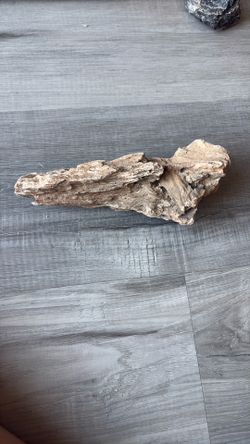 vintage petrified wood