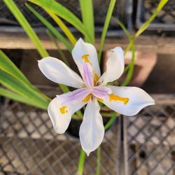 Succulents Plants & African  Iris Lilly 🦋,  Pine Tree, Long Life Snake Plant ,  Ponytail,  Sedum Palmeri Ground Cover Cacti Pines