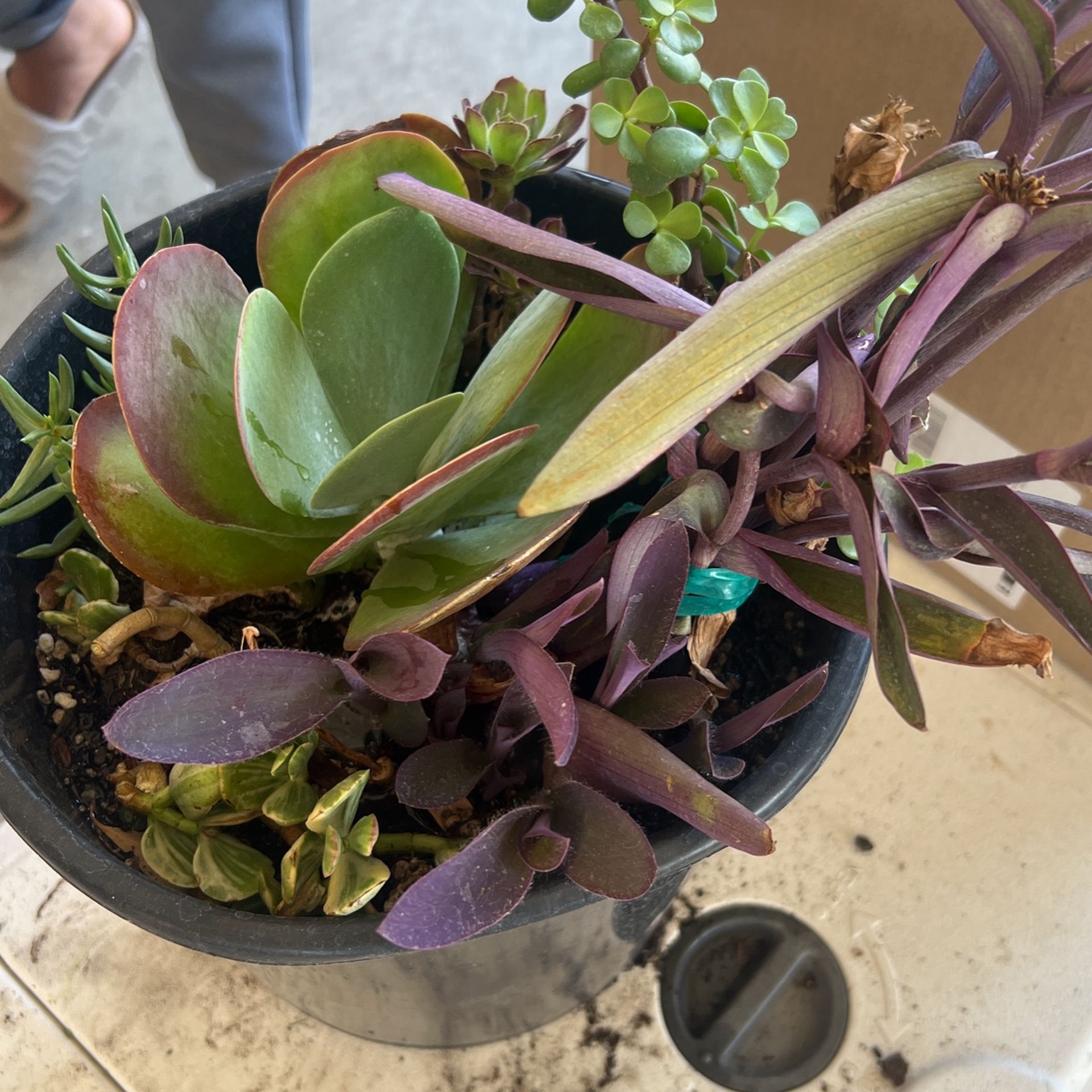 Succulents Plants