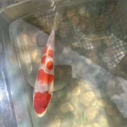 High Quality Koi