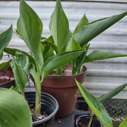 Canna Lillies 