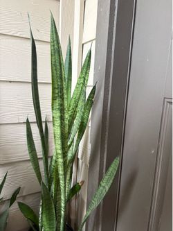 Snake plant